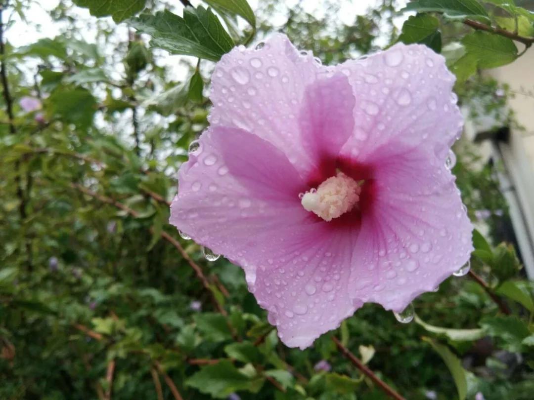 夏天的雨